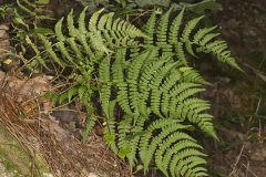 Marginal Wood Fern