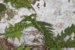 Marginal Wood Fern, Dryopteris marginalis