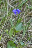 Marsh blue violet, Viola cucullata