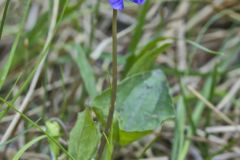 Marsh Blue Violet