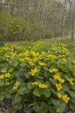 Marsh Marigold, Caltha palustris