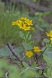 Marsh Marigold, Caltha palustris