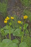 Marsh Marigold, Caltha palustris