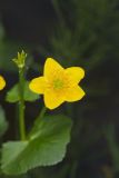 Marsh Marigold, Caltha palustris