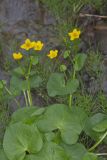 Marsh Marigold, Caltha palustris