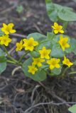 Marsh Marigold, Caltha palustris