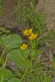 Marsh Marigold, Caltha palustris