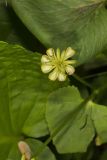 Marsh Marigold, Caltha palustris