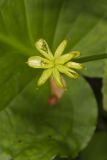 Marsh Marigold, Caltha palustris