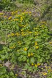 Marsh Marigold, Caltha palustris