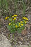 Marsh Marigold, Caltha palustris