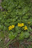 Marsh Marigold, Caltha palustris