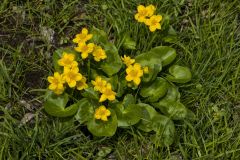 Marsh Marigold, Caltha palustris