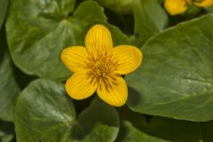 Marsh Marigold, Caltha palustris Marsh Marigold, Caltha palustris