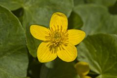 Marsh Marigold, Caltha palustris Marsh Marigold, Caltha palustris