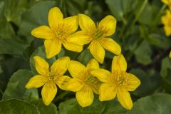 Marsh Marigold, Caltha palustris Marsh Marigold, Caltha palustris