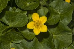 Marsh Marigold, Caltha palustris Marsh Marigold, Caltha palustris