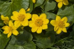 Marsh Marigold, Caltha palustris Marsh Marigold, Caltha palustris