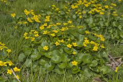 Marsh Marigold, Caltha palustris Marsh Marigold, Caltha palustris