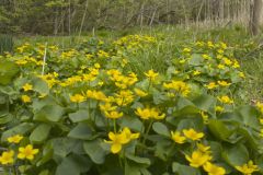Marsh Marigold, Caltha palustris Marsh Marigold, Caltha palustris
