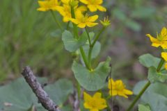 Marsh Marigold, Caltha palustris Marsh Marigold, Caltha palustris