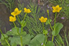 Marsh Marigold, Caltha palustris Marsh Marigold, Caltha palustris