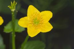 Marsh Marigold, Caltha palustris Marsh Marigold, Caltha palustris