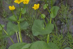 Marsh Marigold, Caltha palustris Marsh Marigold, Caltha palustris