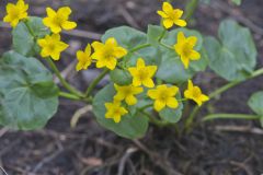 Marsh Marigold, Caltha palustris