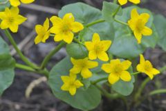 Marsh Marigold, Caltha palustris