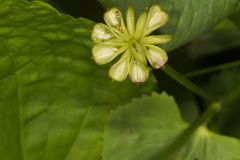 Marsh Marigold, Caltha palustris