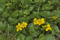Marsh Marigold, Caltha palustris Marsh Marigold, Caltha palustris