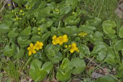 Marsh Marigold, Caltha palustris