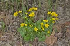 Marsh Marigold, Caltha palustris Marsh Marigold, Caltha palustris