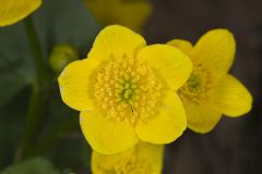 Marsh Marigold, Caltha palustris Marsh Marigold, Caltha palustris