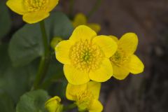 Marsh Marigold, Caltha palustris Marsh Marigold, Caltha palustris