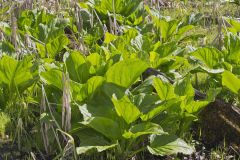 Marsh Marigold, Caltha palustris Marsh Marigold, Caltha palustris