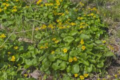 Marsh Marigold, Caltha palustris Marsh Marigold, Caltha palustris