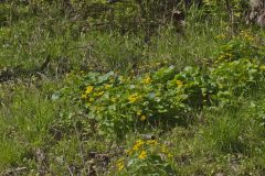 Marsh Marigold, Caltha palustris Marsh Marigold, Caltha palustris