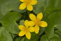 Marsh Marigold, Caltha palustris Marsh Marigold, Caltha palustris
