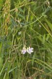 Marsh Pea, Lathyrus palustris