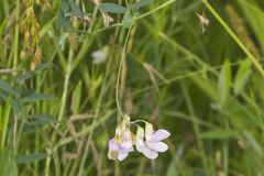 Marsh Pea