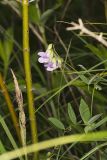 Marsh Pea, Lathyrus palustris