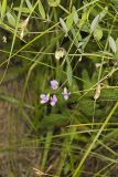 Marsh Pea, Lathyrus palustris