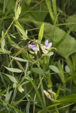 Marsh Pea, Lathyrus palustris