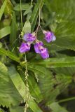 Marsh Pea, Lathyrus palustris