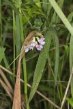 Marsh Pea, Lathyrus palustris