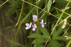 Marsh Pea, Lathyrus palustris