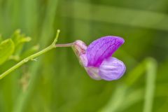 Marsh Pea, Lathyrus palustris