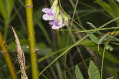 Marsh Pea, Lathyrus palustris